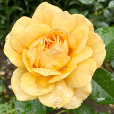 Çiçek açan çiçek doğa doğal, sıradışı aroma buket flora yaşayan yeşil yaprakları ile yükseldi. Gül çiçek uzun pistil, yuvarlak ercik, yeşil çim oluşan. Botanik çiçek demet gül çiçek üzerinden