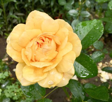 Çiçek açan çiçek doğa doğal, sıradışı aroma buket flora yaşayan yeşil yaprakları ile yükseldi. Gül çiçek uzun pistil, yuvarlak ercik, yeşil çim oluşan. Botanik çiçek demet gül çiçek üzerinden