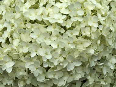 Çiçek açan çiçek yaprakları, doğa doğal yaşam, aroma buket flora ile. Çiçek içinde oluşan uzun pistil yuvarlak ercik, dokulu renkli bitki. Botanik çiçek demet çiçek alanı üzerinden.