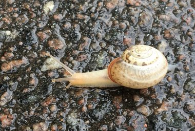 Islak yolda sürünen kabuklu büyük bahçe salyangozu. Salyangoz sarmaşığı, vücudu korumak için yenilebilir lezzetli kabuktan oluşur. Balçıktan kabuklu doğal hayvan salyangozu besleyici krema yapar..