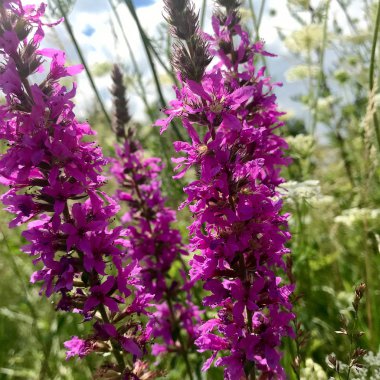 Çiçek açan çiçek yaprakları, doğa doğal yaşam, aroma buket flora ile. Çiçek içinde oluşan uzun pistil yuvarlak ercik, dokulu renkli bitki. Botanik çiçek demet çiçek alanı üzerinden.
