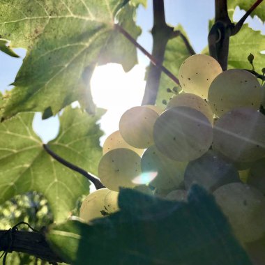 Güzel asılı açık havada kırsal alanda üzüm demet. Olgun lezzetli üzüm üzüm, üzüm bağları, alkol şarap yapmaya hazır. Üzüm berry sağlık yiyecek uzun bitki tohum, yeşil yaprağı ile oluşan.