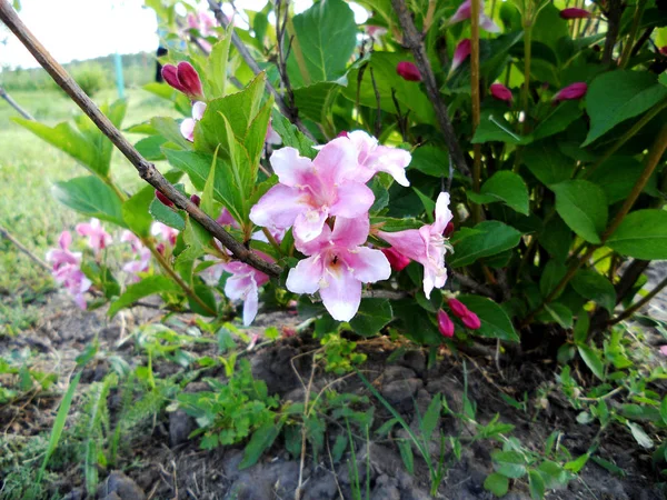 开花茉莉花与叶子 自然自然 芳香花束植物 茉莉花花由长雌蕊 圆雄蕊 绿草组成 茉莉花的植物花卉束 — 图库照片