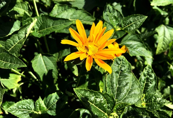 Fioritura Camomilla Fiore Con Foglie Natura Naturale Vivente Aroma Bouquet — Foto Stock