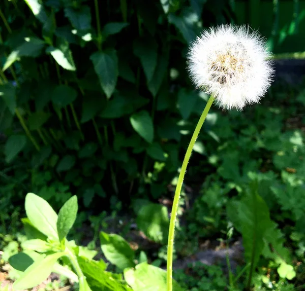 Çiçek Açan Çiçek Yaprakları Doğa Doğal Yaşam Aroma Buket Flora — Stok fotoğraf