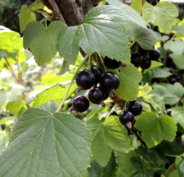 Sweet Black Berry Currant Growing Bush Leaves Green Natural Plant — Stock Photo, Image