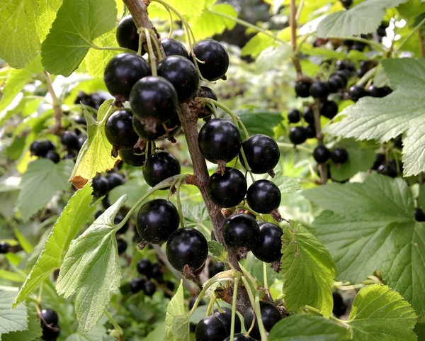 Sweet Black Berry Currant Growing Bush Leaves Green Natural Plant — Stock Photo, Image
