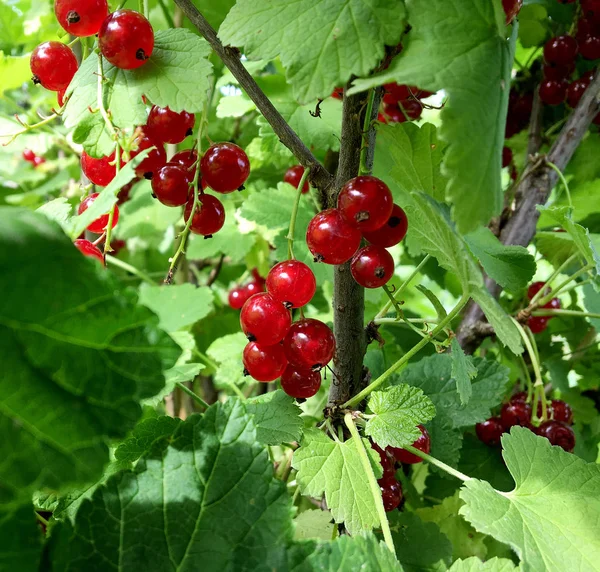 Groseille Baies Rouges Sucrées Poussant Sur Buisson Avec Des Feuilles — Photo