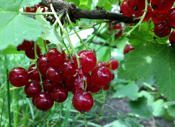 Sweet Red Berry Currant Growing Bush Leaves Green Natural Plant — Stock Photo, Image