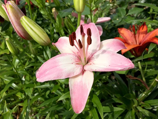 Bloeiende Bloem Lelie Met Groene Bladeren Leven Van Natuurlijke Aard — Stockfoto