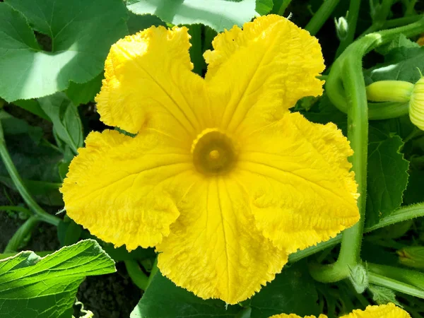 Blommande Blomma Med Blad Levande Fysisk Natur Arom Bukett Flora — Stockfoto