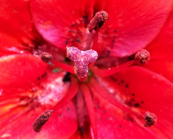 Цветущий Цветок Листьями Живой Природной Природой Ароматной Флорой Цветок Внутри — стоковое фото