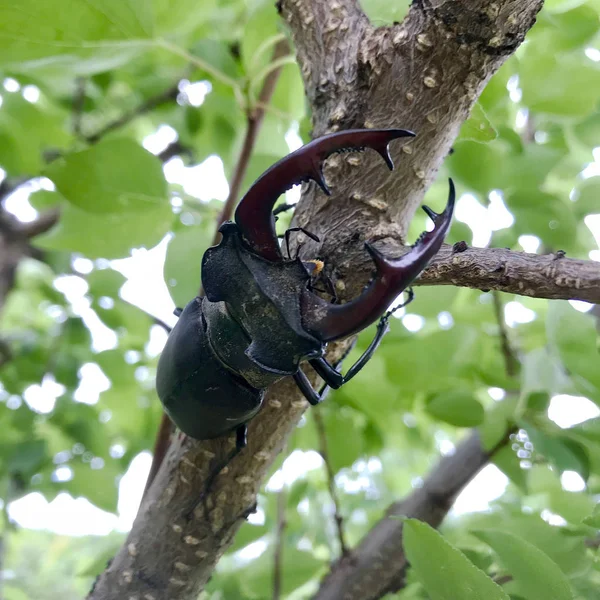 Male Stag Beetle Long Sharp Jaws Wild Forest Sitting Trunk — Stock Photo, Image