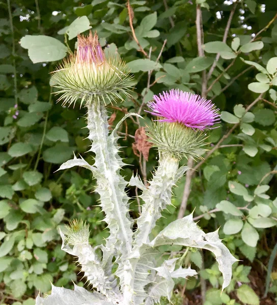 Grande Bardana Plantas Medicinais Herbáceas Arctium Bardana Consistem Grandes Botões — Fotografia de Stock