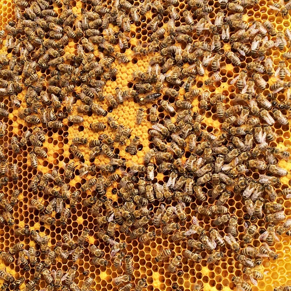 Hexagon Bakgrundsstruktur Vax Honeycomb Från Bikupa Fylld Med Gyllene Honung — Stockfoto