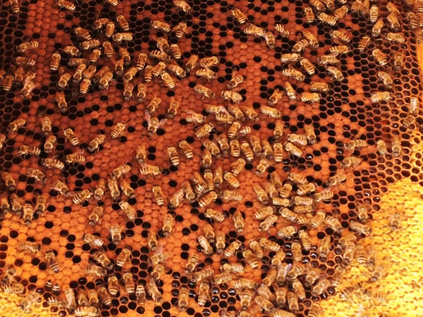 Textura Hexágono Fondo Panal Cera Una Colmena Abejas Llena Miel — Foto de Stock