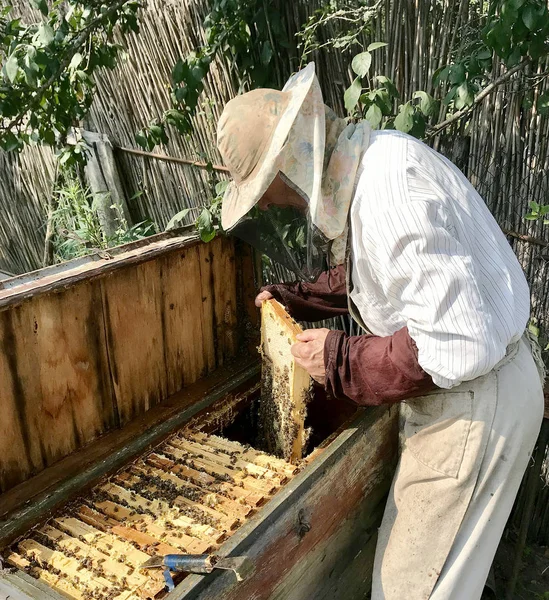 Apicoltore Nonno Lavora Sul Proprio Apiario Rurale Con Api Domestiche — Foto Stock