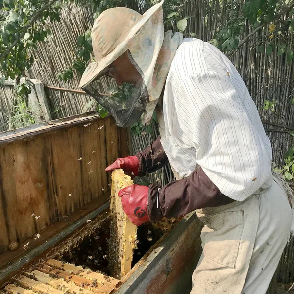 古い祖父の養蜂家は蜂蜜を作る家の蜂と彼自身の農村の養蜂場で動作します 養蜂家は 木製の蜂の巣のハニカム フレームを取ります ミツバチの蜂の巣から養蜂家はおいしい蜂蜜を抽出します — ストック写真