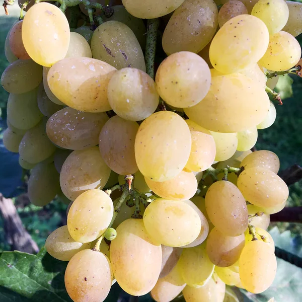 Pendurado Belos Cachos Uvas Livre Rural Vinhas Uva Saborosas Maduras — Fotografia de Stock