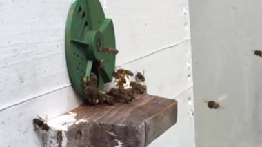 Arka plan altıgen doku, balmumu petek arı kovanı üzerinden altın bal ile dolu. Petek makro genel bakış balmumu sarı tatlı bal arı arı kovanı dan oluşan. Arılar peteğin tatlım nektarı.