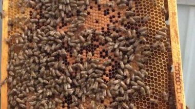 Arka plan altıgen doku, balmumu petek arı kovanı üzerinden altın bal ile dolu. Petek makro genel bakış balmumu sarı tatlı bal arı arı kovanı dan oluşan. Arılar peteğin tatlım nektarı.