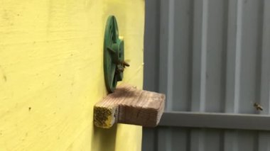 Arka plan altıgen doku, balmumu petek arı kovanı üzerinden altın bal ile dolu. Petek makro genel bakış balmumu sarı tatlı bal arı arı kovanı dan oluşan. Arılar peteğin tatlım nektarı.