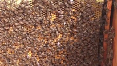 Arka plan altıgen doku, balmumu petek arı kovanı üzerinden altın bal ile dolu. Petek makro genel bakış balmumu sarı tatlı bal arı arı kovanı dan oluşan. Arılar peteğin tatlım nektarı.