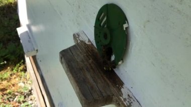 Arka plan altıgen doku, balmumu petek arı kovanı üzerinden altın bal ile dolu. Petek makro genel bakış balmumu sarı tatlı bal arı arı kovanı dan oluşan. Arılar peteğin tatlım nektarı.