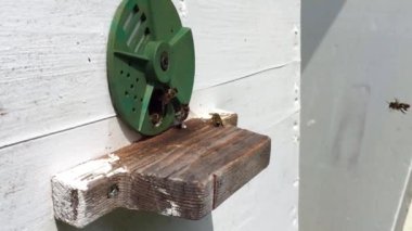 Arka plan altıgen doku, balmumu petek arı kovanı üzerinden altın bal ile dolu. Petek makro genel bakış balmumu sarı tatlı bal arı arı kovanı dan oluşan. Arılar peteğin tatlım nektarı.