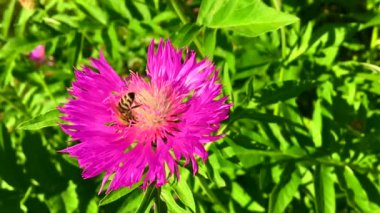 Kanatlı arı yavaşça bitkiye uçar, çiçekten özel arı kovanına bal koymak için nektar toplar. Güzel çiçekleri kapsayan bal tokası, arıların bacaklarında sarı polen. Tatlı nektar bal arısı.