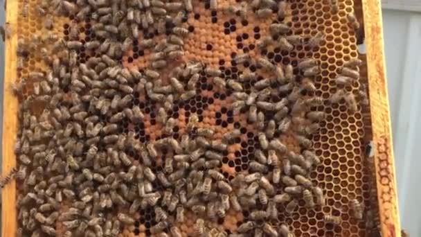 Hexagon Bakgrundsstruktur Vax Honeycomb Från Bikupan Fylld Med Gyllene Honung — Stockvideo