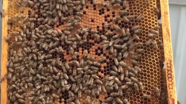 Zeshoek Achtergrondstructuur Wax Honingraat Van Bee Hive Gevuld Met Gouden — Stockvideo