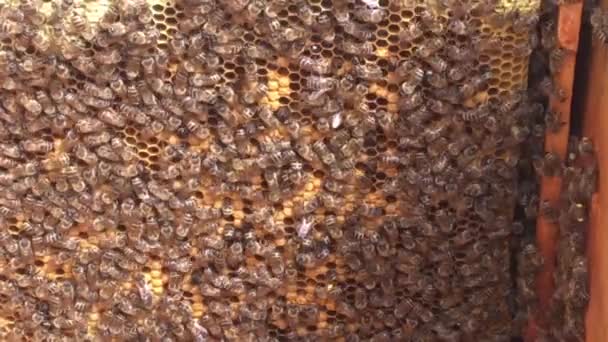 Hintergrund Sechseck Textur, Wachswaben aus Bienenstock mit goldenem Honig gefüllt. Waben bestehend aus Makroübersicht Bienenwachs, gelber süßer Honig aus Bienenstöcken. Honignektar der Bienenwaben.