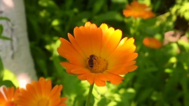 羽のついた蜂はゆっくりと植物に飛び 花から自家製の桃に蜜を集めます ミツバチの足の上に美しい花 黄色の花粉で構成される蜂蜜クリップ 甘い蜜蜜蜜蜜蜜 — ストック動画