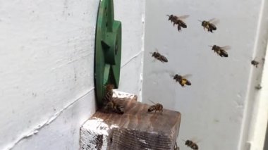 Arka plan altıgen doku, balmumu petek arı kovanı üzerinden altın bal ile dolu. Petek makro genel bakış balmumu sarı tatlı bal arı arı kovanı dan oluşan. Arılar peteğin tatlım nektarı.