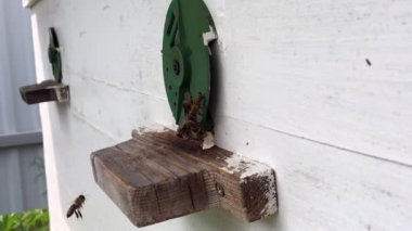 Arka plan altıgen doku, balmumu petek arı kovanı üzerinden altın bal ile dolu. Petek makro genel bakış balmumu sarı tatlı bal arı arı kovanı dan oluşan. Arılar peteğin tatlım nektarı.
