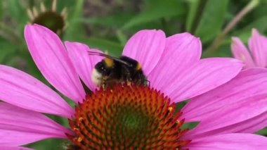 Kanatlı arı yavaşça bitkiye uçar, çiçekten özel arı kovanına bal koymak için nektar toplar. Güzel çiçekleri kapsayan bal tokası, arıların bacaklarında sarı polen. Tatlı nektar bal arısı.