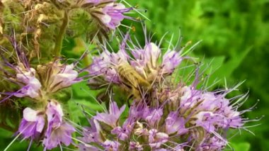 Kanatlı arı yavaşça bitkiye uçar, çiçekten özel arı kovanına bal koymak için nektar toplar. Güzel çiçekleri kapsayan bal tokası, arıların bacaklarında sarı polen. Tatlı nektar bal arısı.