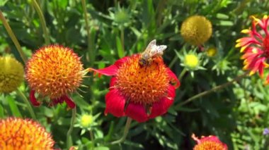 Kanatlı arı yavaşça bitkiye uçar, çiçekten özel arı kovanına bal koymak için nektar toplar. Güzel çiçekleri kapsayan bal tokası, arıların bacaklarında sarı polen. Tatlı nektar bal arısı.