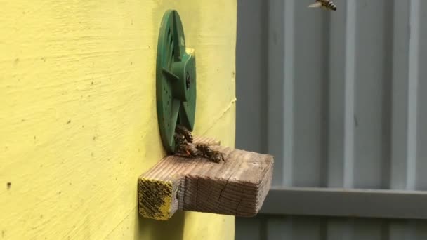 Εξάγωνο Υφή Φόντου Κερήθρα Κερί Από Μέλισσα Κυψέλη Γεμάτη Χρυσό — Αρχείο Βίντεο