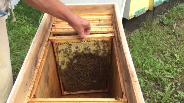 Zeshoek Achtergrondstructuur Wax Honingraat Van Bee Hive Gevuld Met Gouden — Stockvideo