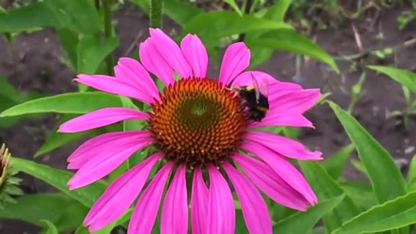 有翅膀的蜜蜂慢慢飞向植物 从花朵中采集蜂蜜花蜜 蜂蜜夹 由美丽的花朵 蜜蜂腿上的黄色花粉组成 甜蜜蜜蜂蜜蜜 — 图库视频影像