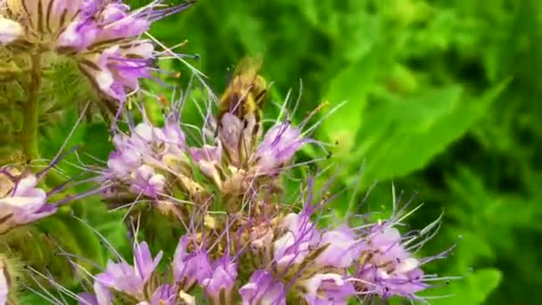 Vinged Bee Flyger Långsamt Till Växten Samla Nektar För Honung — Stockvideo