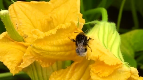 Okřídlená Včela Pomalu Letí Rostlině Sbírá Nektar Pro Med Soukromé — Stock video