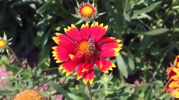 Abeja Alada Vuela Lentamente Planta Recoge Néctar Para Miel Colmenar — Vídeo de stock