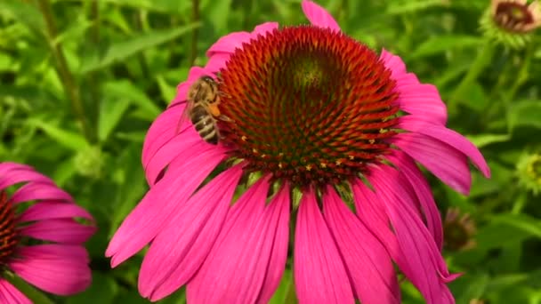 羽のついた蜂はゆっくりと植物に飛び 花から自家製の桃に蜜を集めます ミツバチの足の上に美しい花 黄色の花粉で構成される蜂蜜クリップ 甘い蜜蜜蜜蜜蜜 — ストック動画