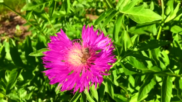 羽のついた蜂はゆっくりと植物に飛び 花から自家製の桃に蜜を集めます ミツバチの足の上に美しい花 黄色の花粉で構成される蜂蜜クリップ 甘い蜜蜜蜜蜜蜜 — ストック動画