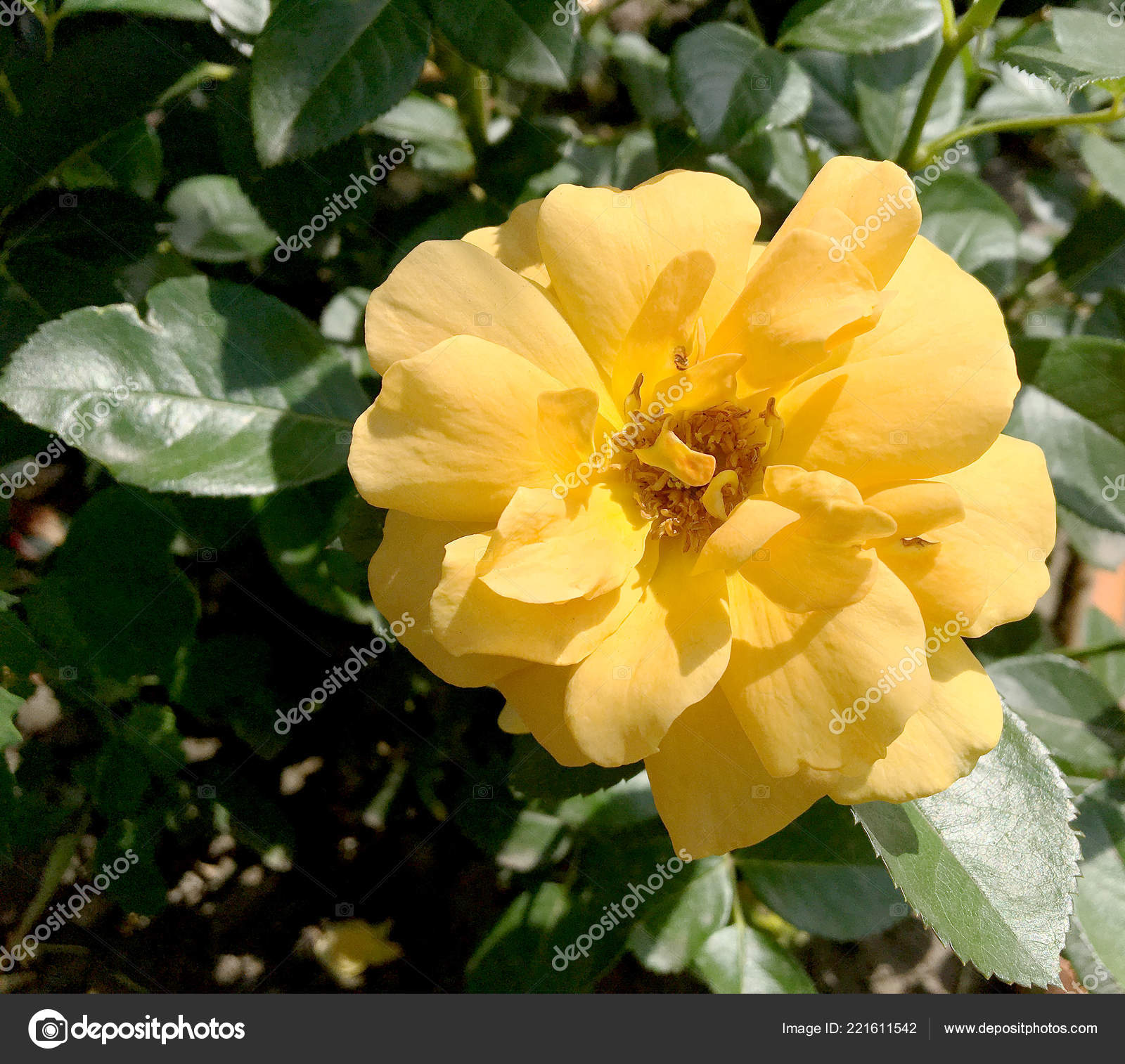 Fleur Floraison Rose Avec Des Feuilles Vertes Vivant Nature