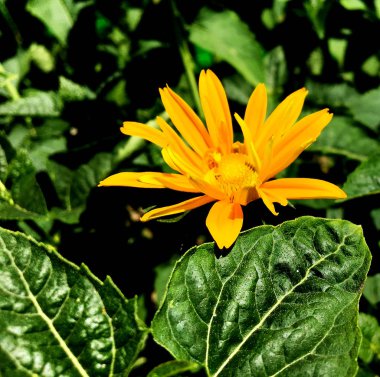 Çiçek açan çiçek papatya yaprakları, doğa doğal yaşam, aroma buket flora ile. Ercik, yeşil çim yuvarlak uzun pistil oluşan papatya çiçek. Botanik çiçek demet papatya çiçeği dan