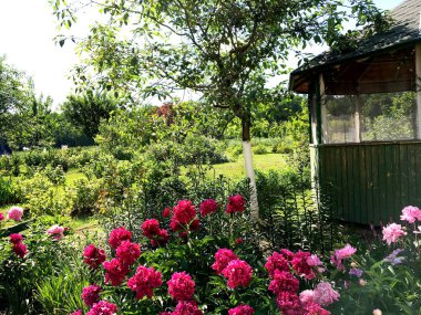 Yaprakları, doğa doğal yaşam, sıradışı aroma buket flora çiçek açan çiçek şakayık. Şakayık Çiçeği uzun pistil, yuvarlak ercik, yeşil çim oluşan. Şakayık çiçekleri gelen botanik çiçek Grup.